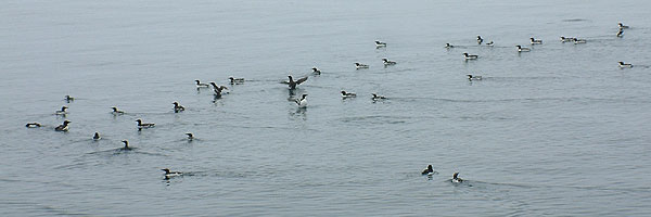 durante la traversata abbondano, sul mare o in cielo, gli uccelli marini...